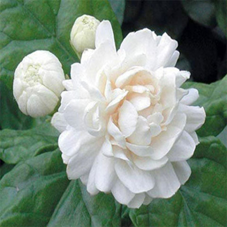 ARABIAN JASMINE
