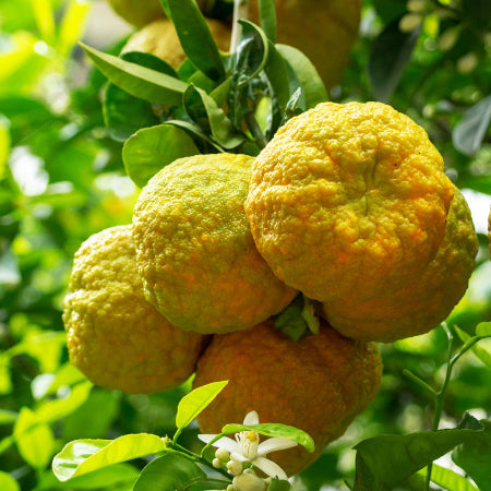 BERGAMOT