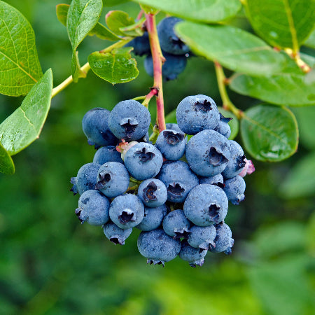 BLUEBERRY