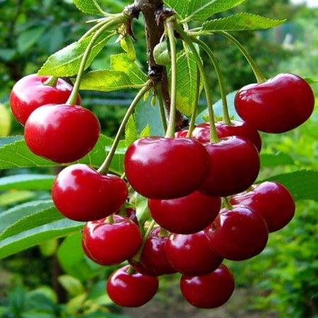 RED CHERRY
