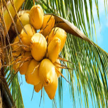 COCONUT