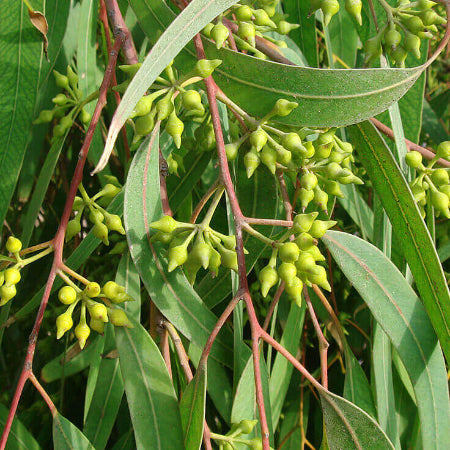 EUCALYPTUS