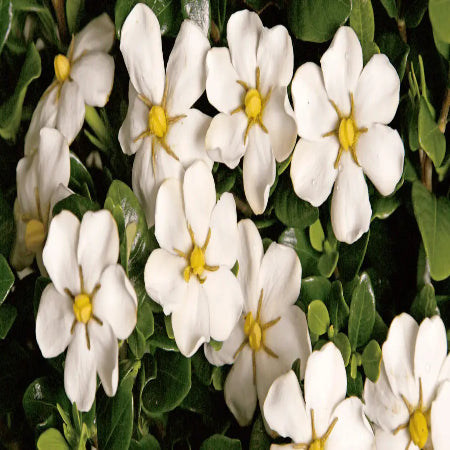 GARDENIA