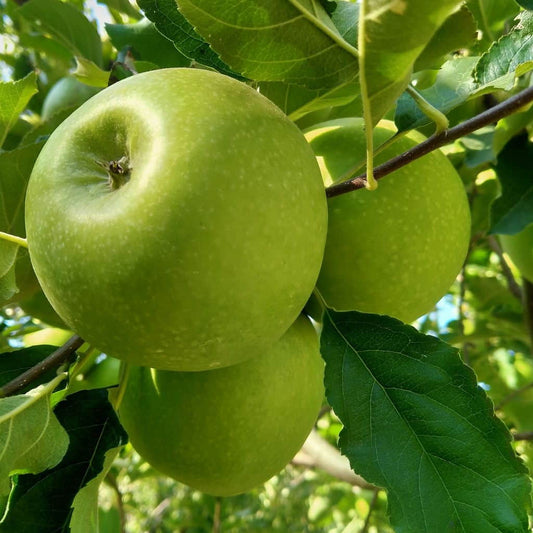 GREEN APPLE