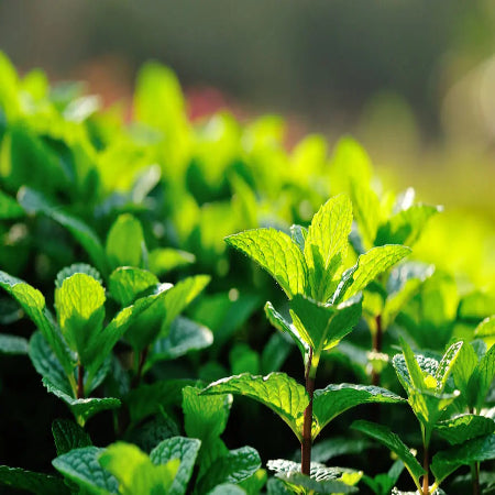 GREEN MINT