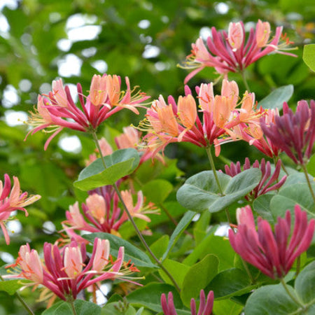 HONEYSUCKLE