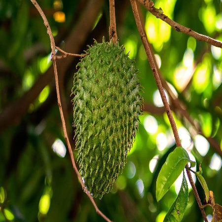 JAMAICAN FRUIT