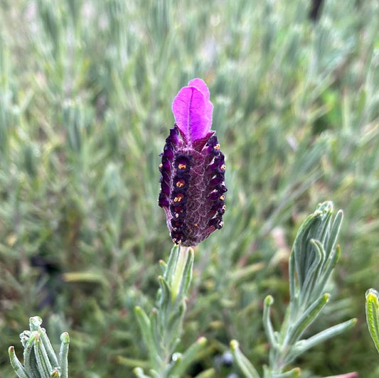 LAVENDER ATO