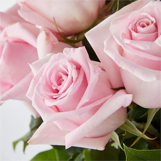 PINK ROSE